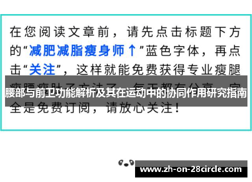 腰部与前卫功能解析及其在运动中的协同作用研究指南 腰部与前卫功能解析及其在运动中的协同作用研究指南